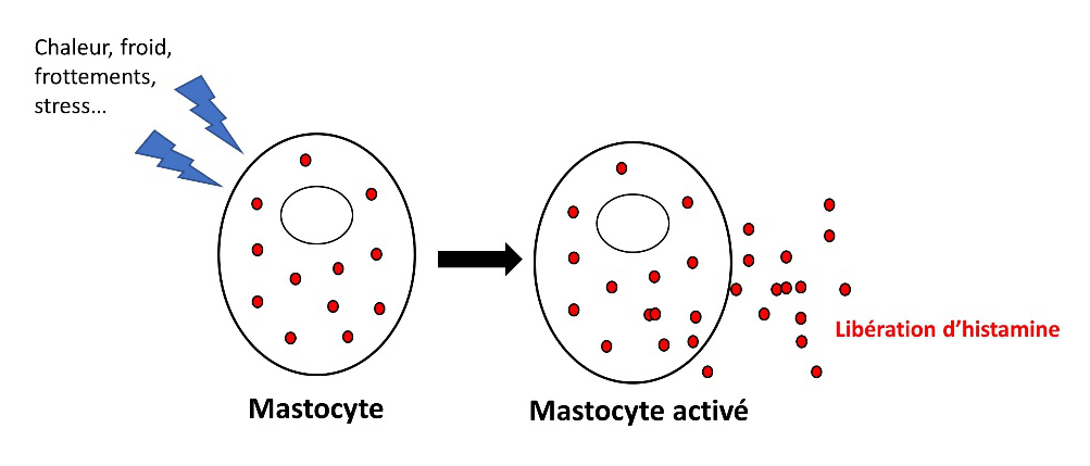 Mastocyte activé